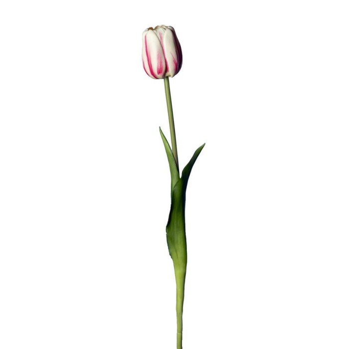 TULIPANO SINGOLO REAL TOUCH CREAM PINK
